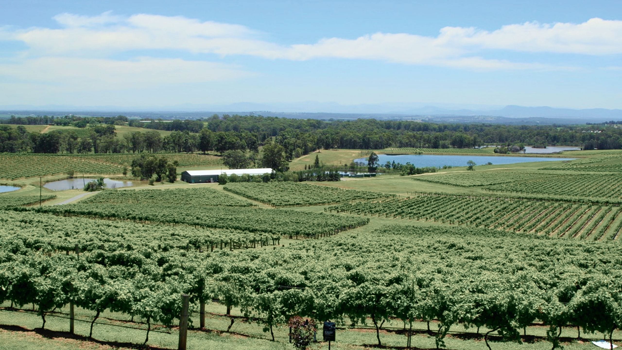 A Hunter Valley landholding in New South Wales seen from a low rise, rows of vines running down to dams, a shed and a distant line of blue hills